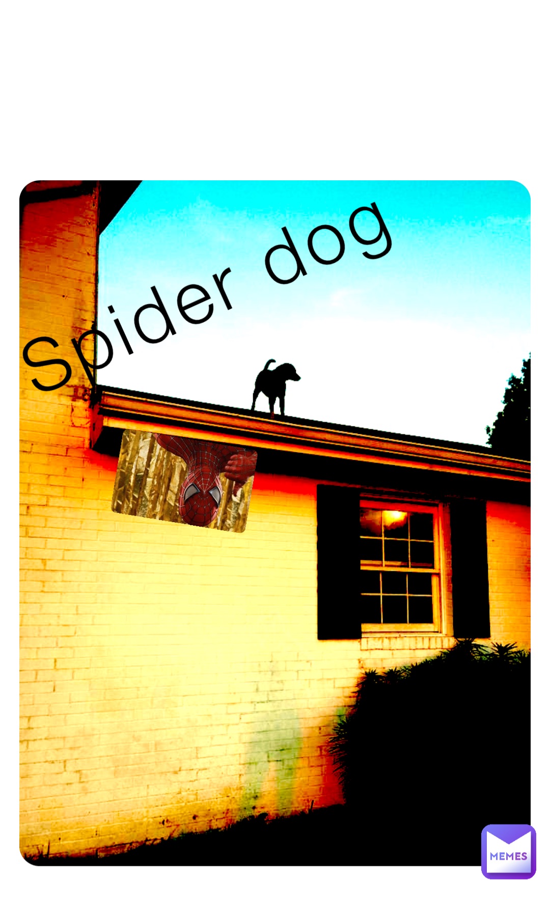 Spider dog