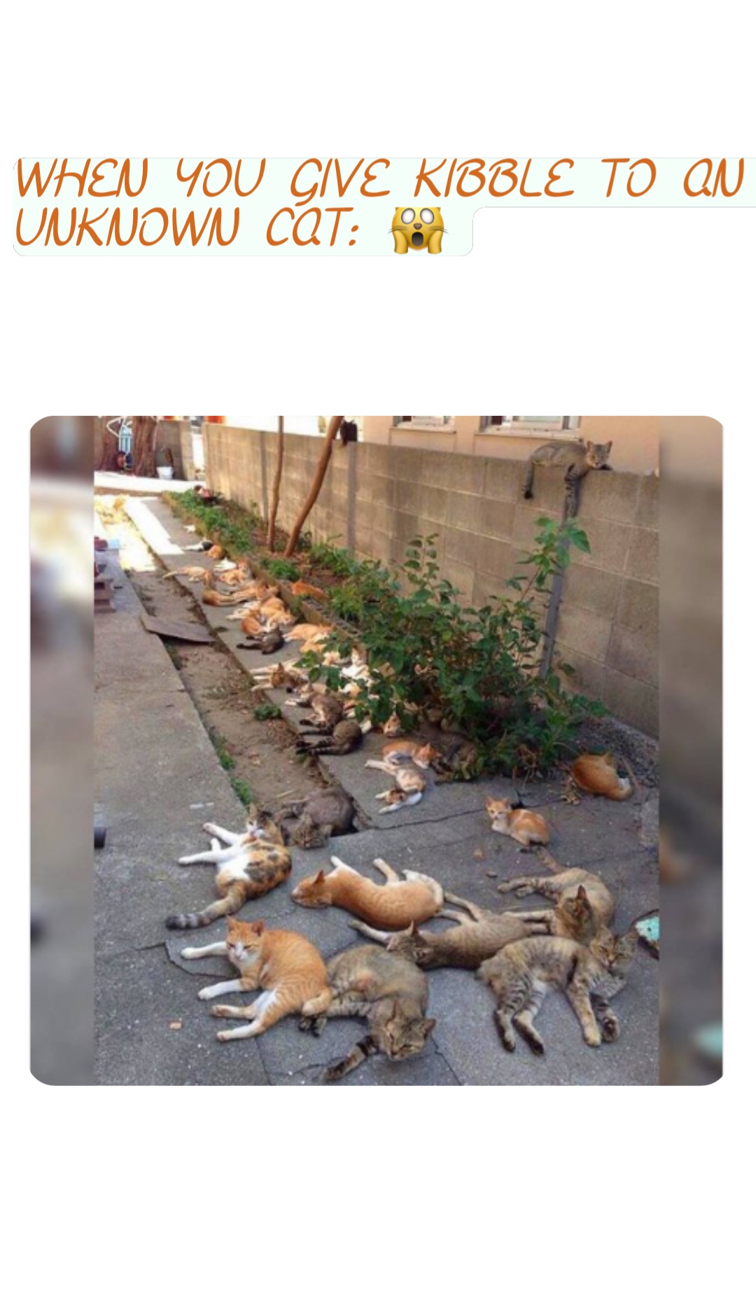 when you give kibble to an unknown cat: 🙀