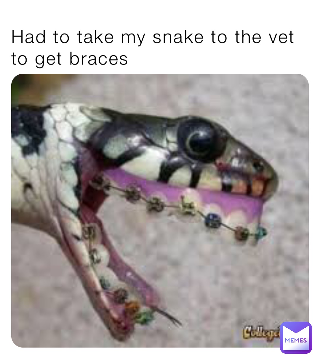 змея с брекетами фото