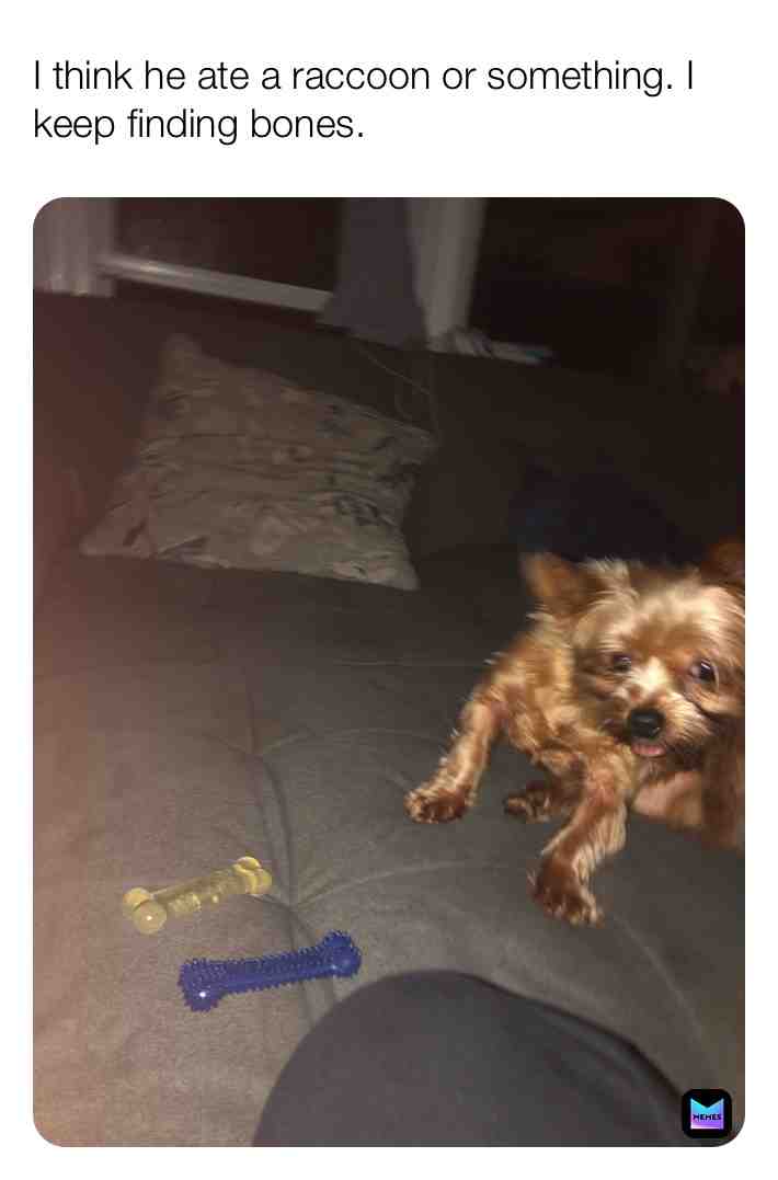 #dogs  #memes  #meme  #comedy  #KRISpBAcon