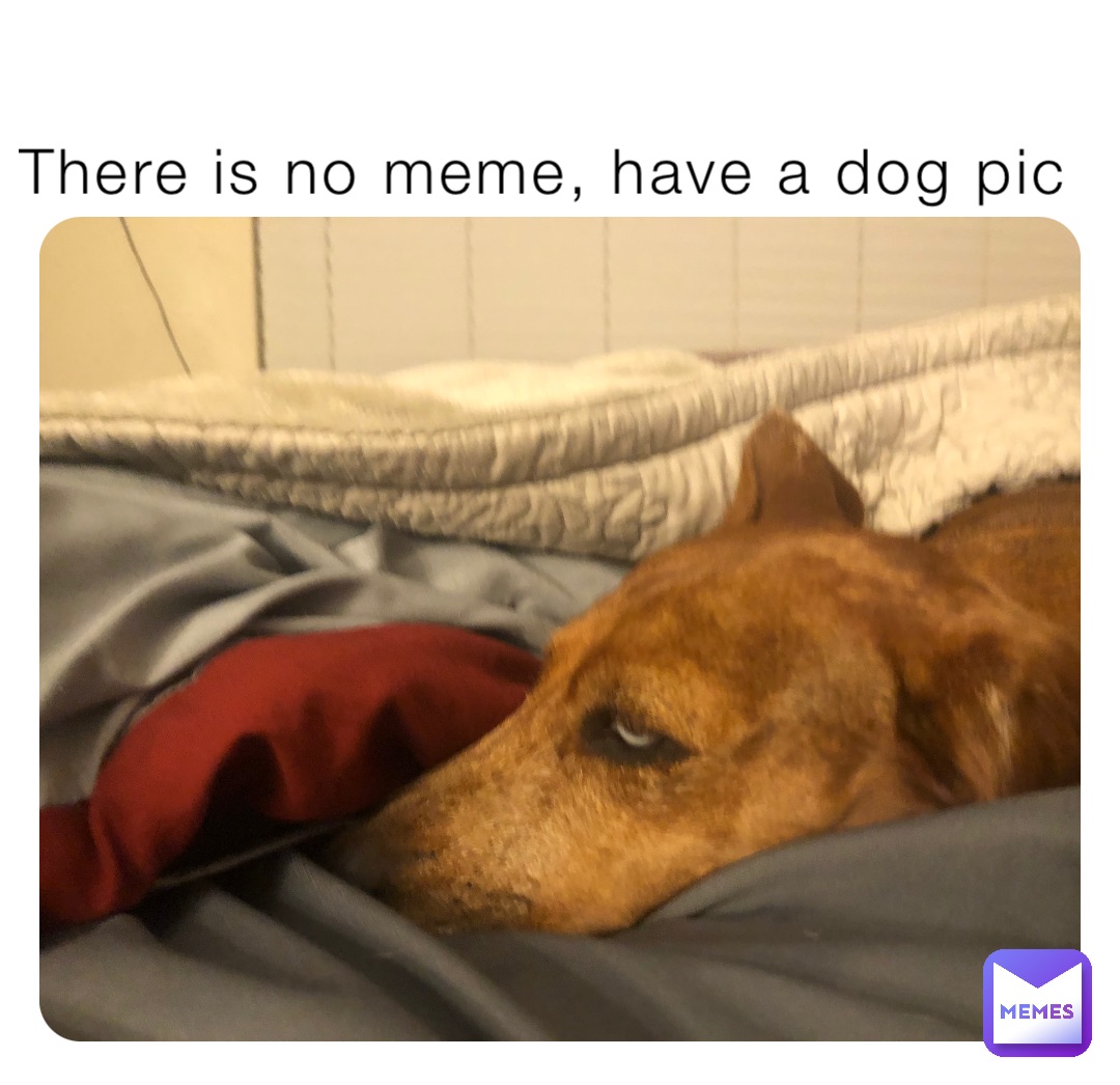 There is no meme, have a dog pic