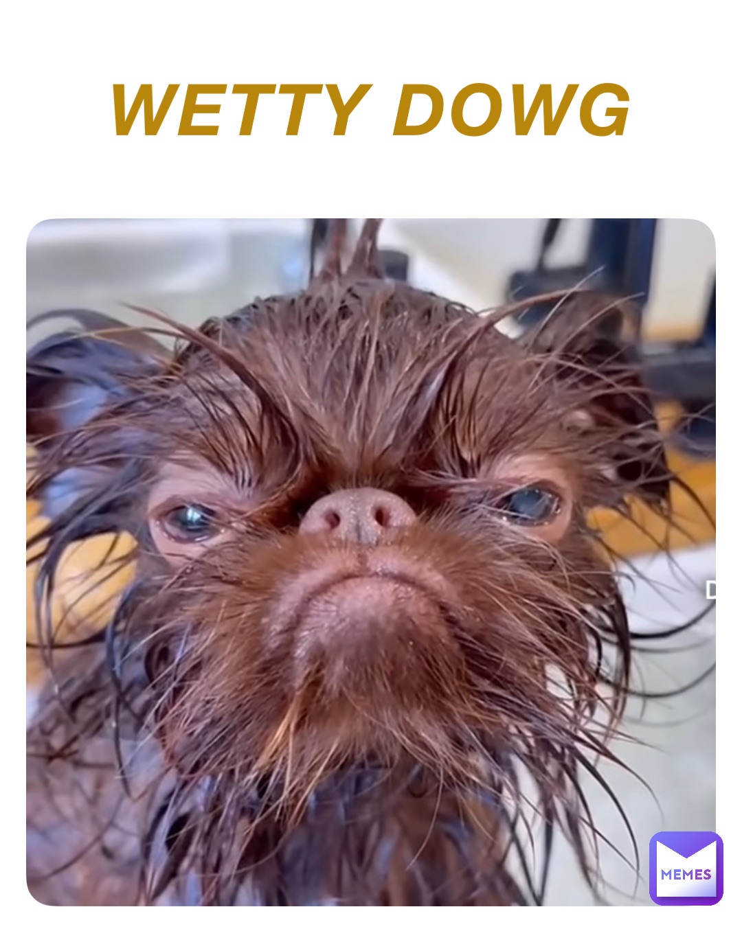 Meme by The_DOGE_channel