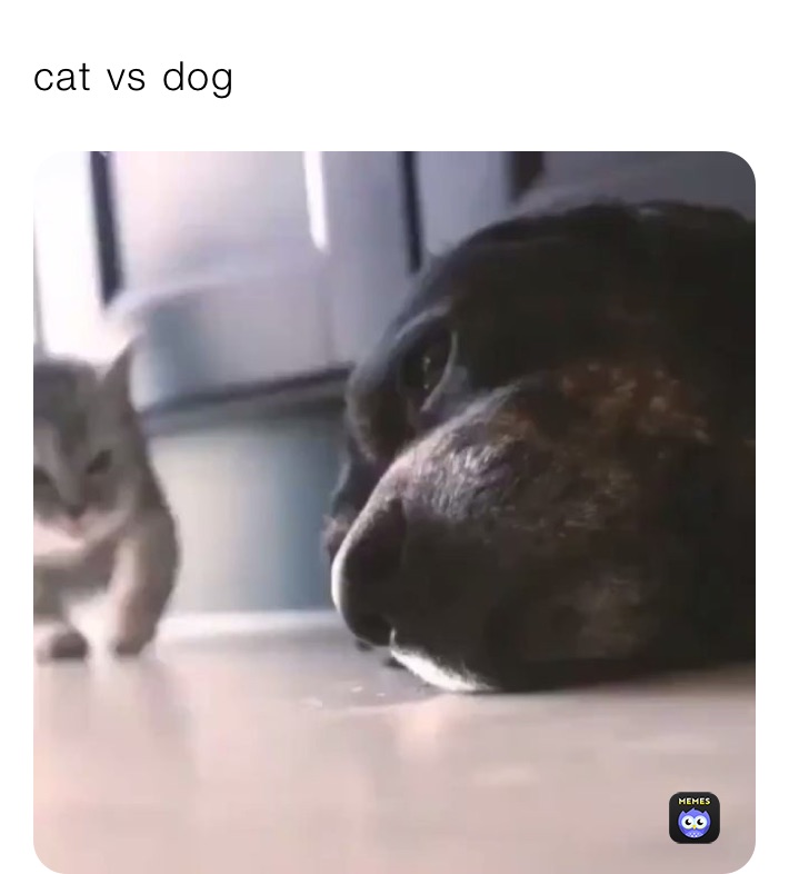 cat vs dog