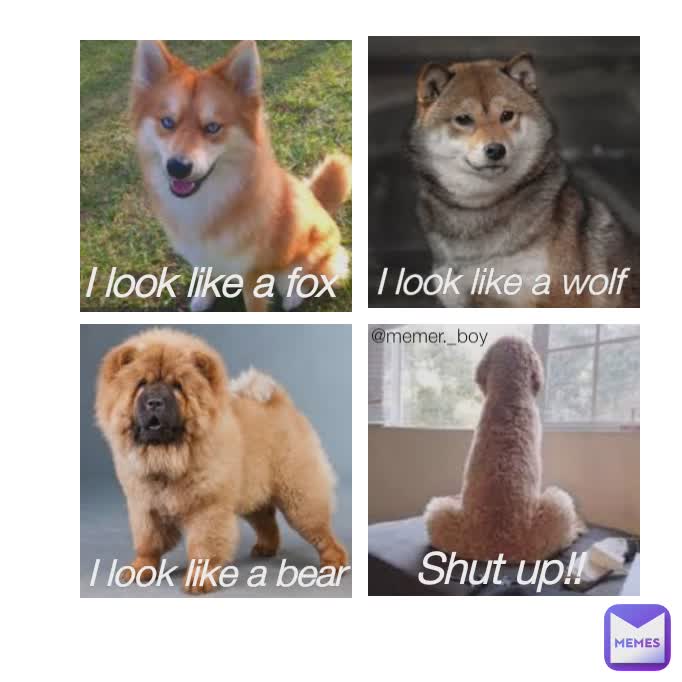 Shut up!!  I look like a bear I look like a fox I look like a wolf @memer._boy