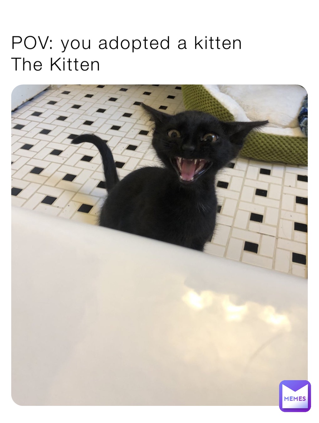 POV: you adopted a kitten
The Kitten