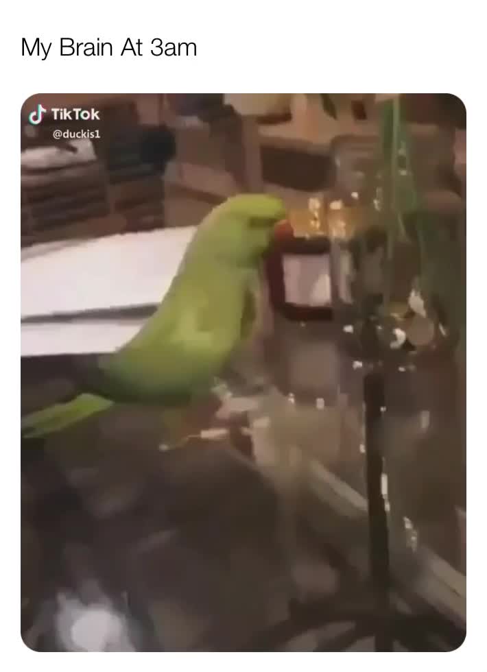 My brain at 3am @memes   ​ #meme ​ #lol ​Life ​Memes ​Relate ​Funny ​Laugh ​Relatable  #bird  #pets  #cute  #sweet