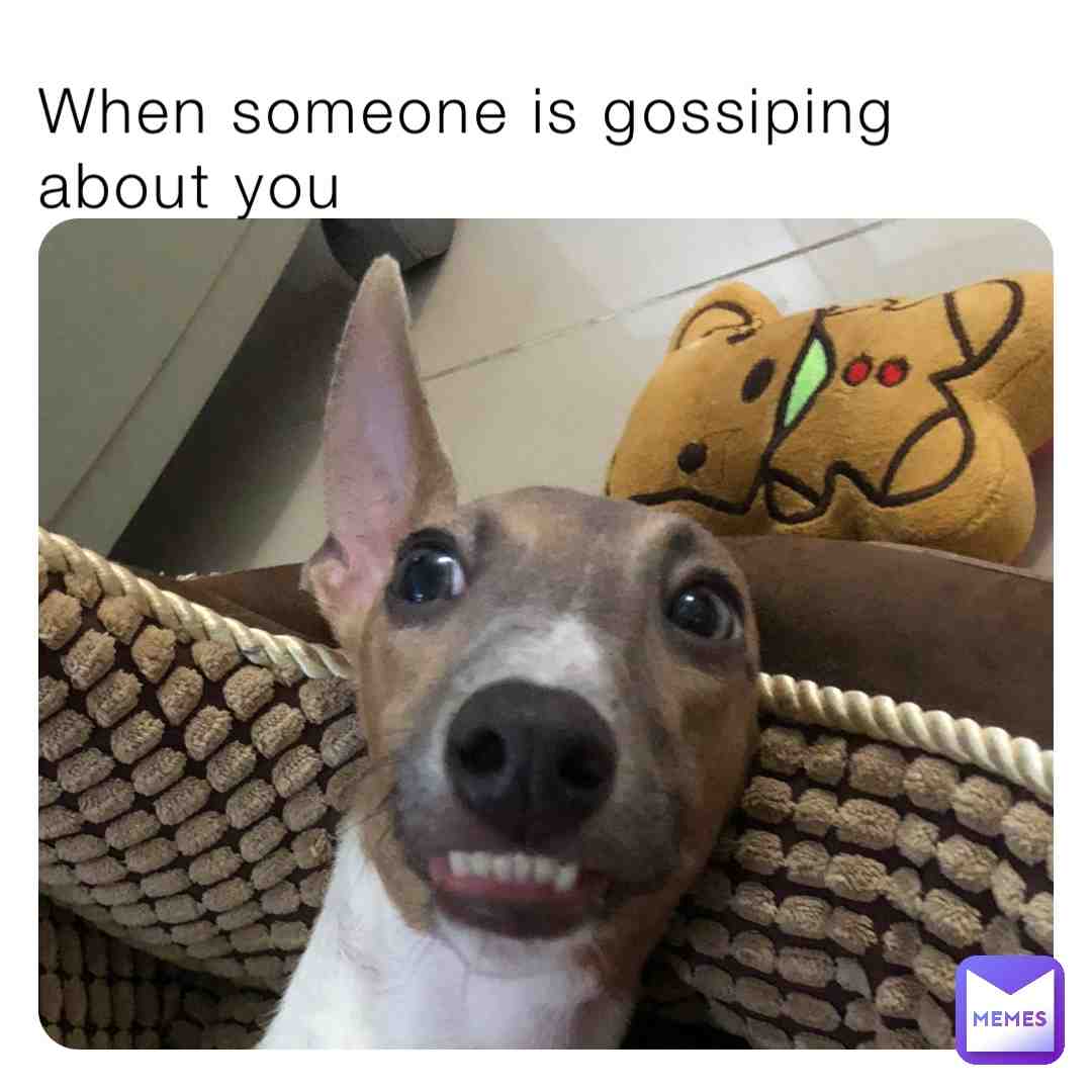 When someone is gossiping about you.
#dog #puppy #italiangreyhound #funny #jokes #meme #highlight #memes #boyfriend #girlfriend #doggo #gossip