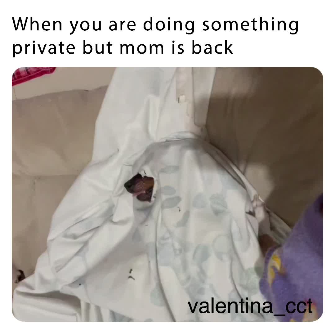 When you are doing something private but mom is back\ud83d\ude02
  #dog  #puppy  #funny  #jokes  #joke  #meme  #highlight  #memes  #doggo  #reaction