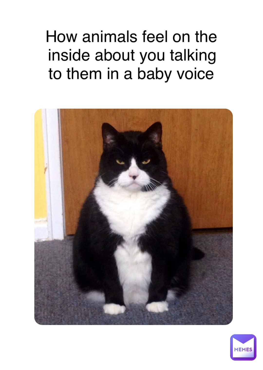 Double tap to edit How animals feel on the inside about you talking to them in a baby voice