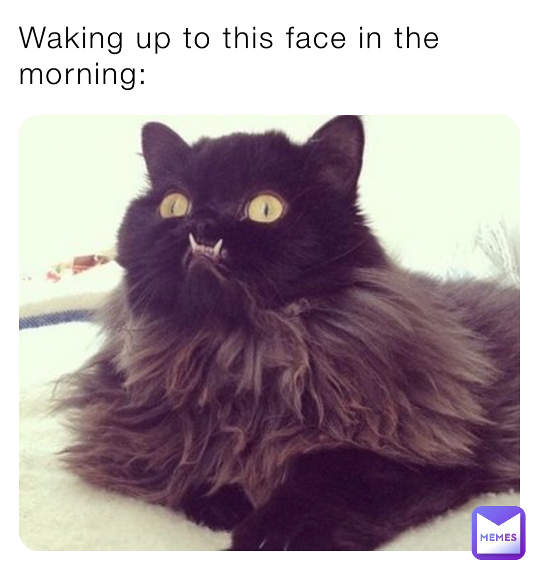 Waking up to this face in the morning: | @Fireblade | Memes