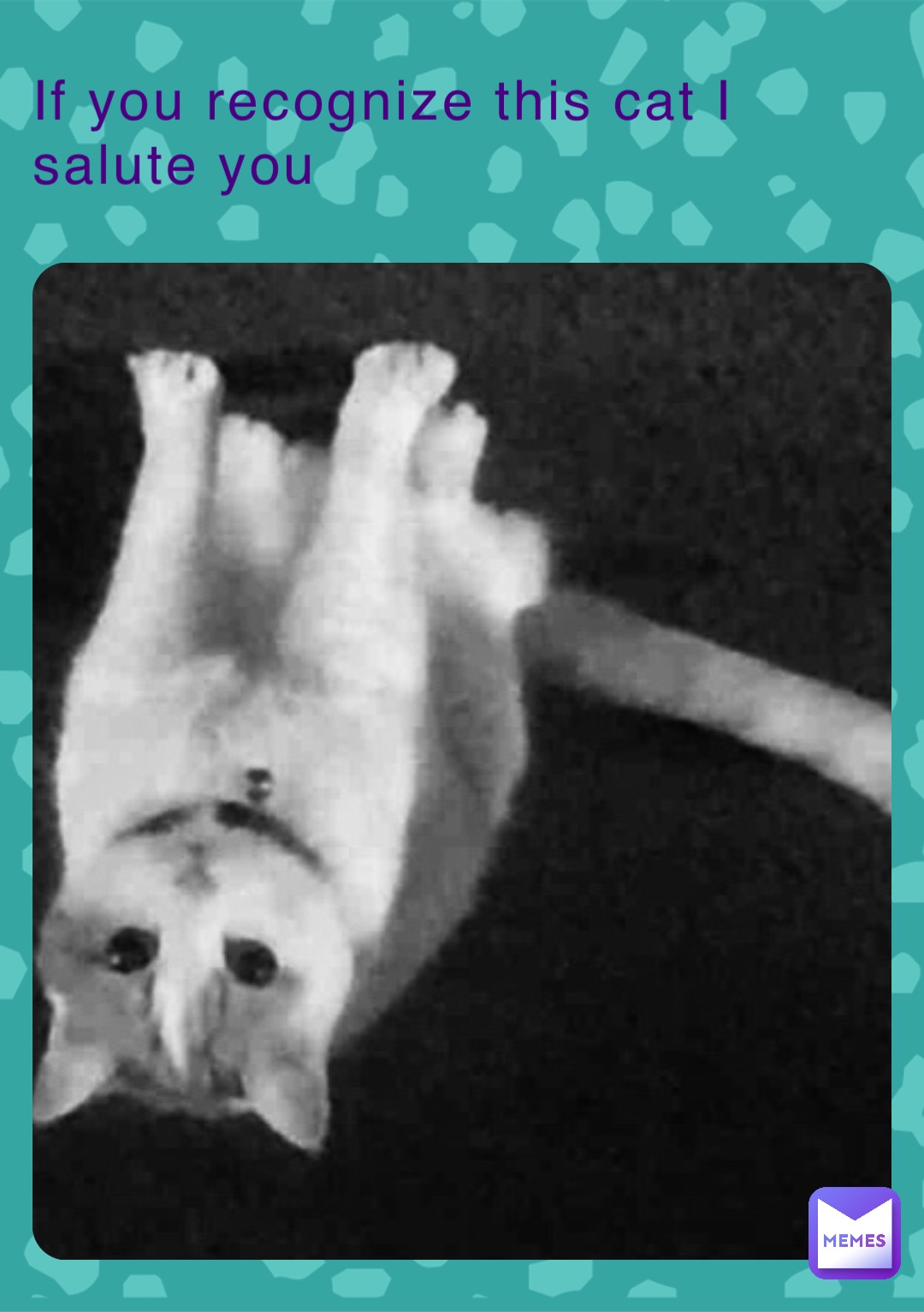 If you recognize this cat I salute you