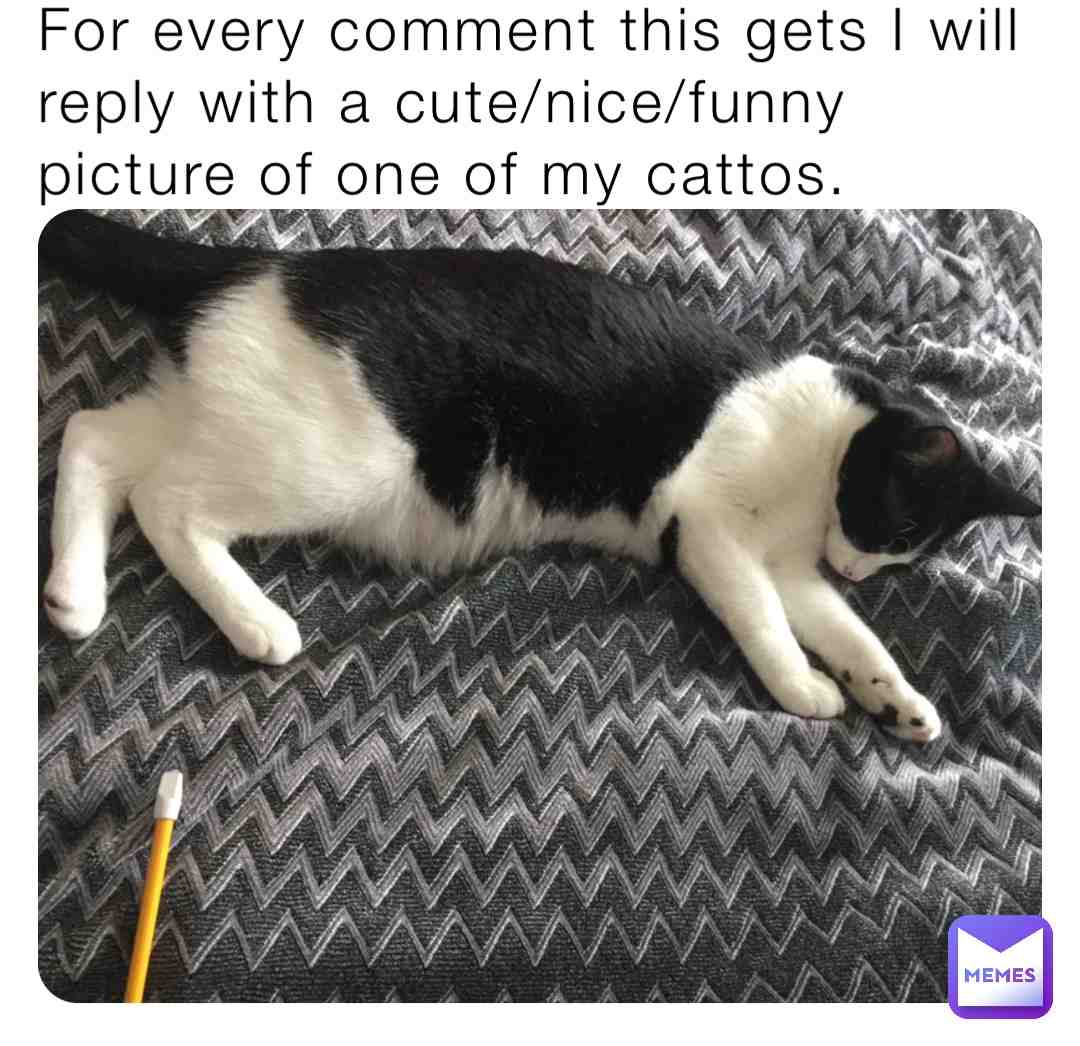You can comment more than once. You may request which of the three types I mentioned if you so desire. In case anyone is wondering I have five cattos. #cattos  #replay  #catto  #cat  #cats  #cutecat  #funnycat  #nicecat  #funnycatto  #cutecatto
