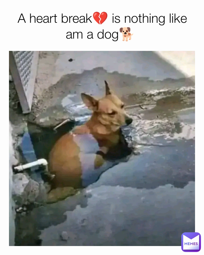 A heart break💔 is nothing like am a dog🐕 