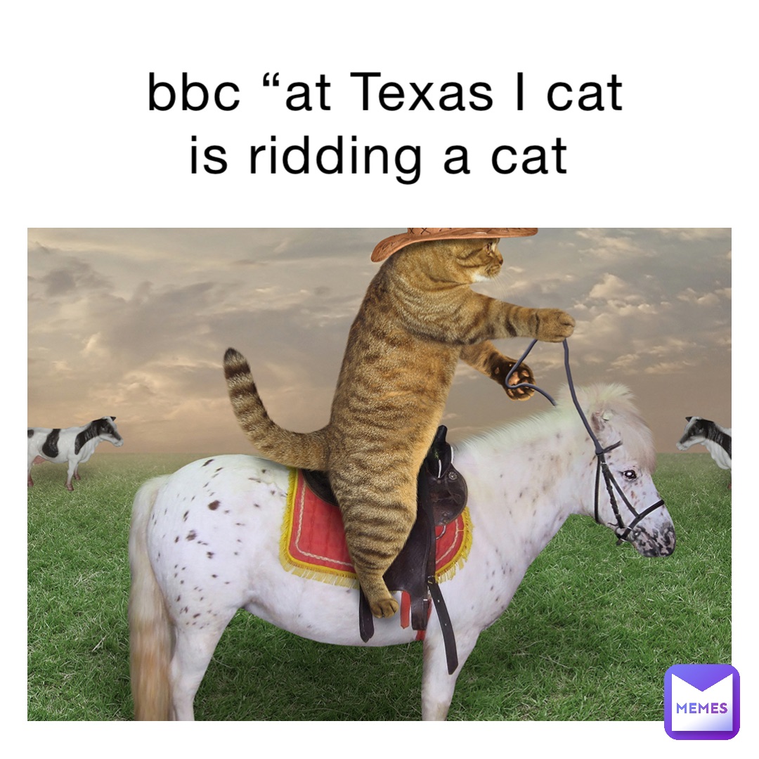 bbc “at Texas I cat is ridding a cat