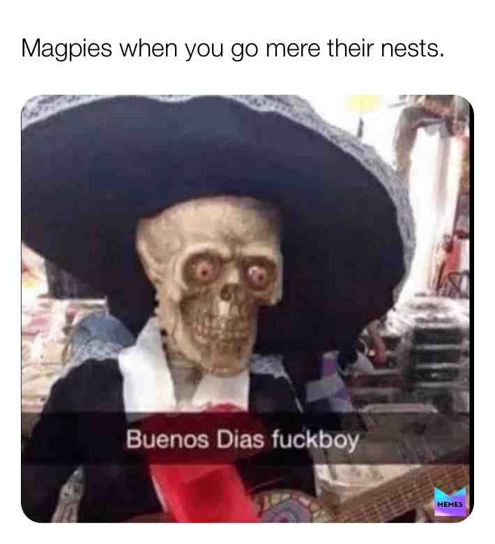I hate magpies  #birds  #memes