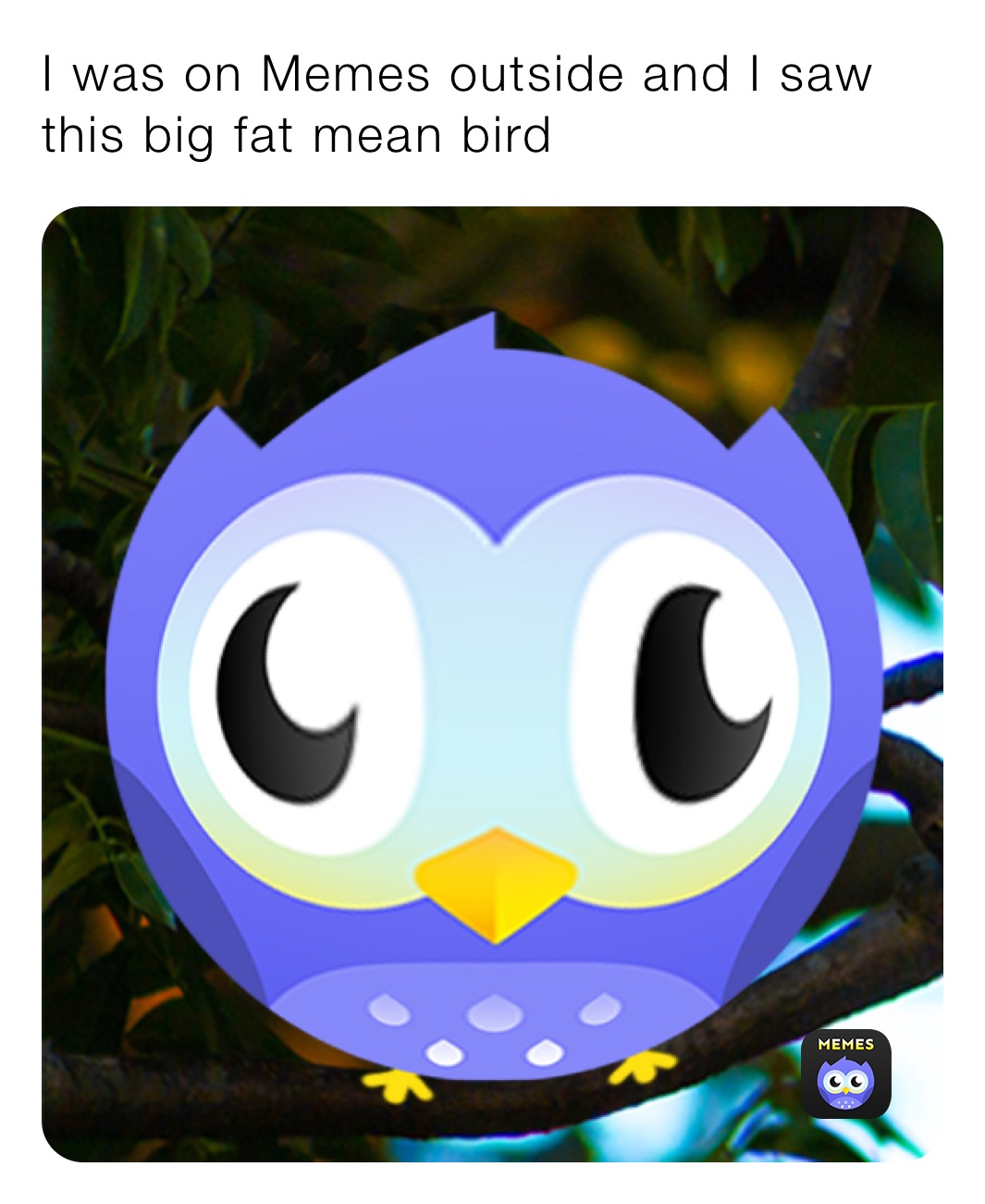 I was on Memes outside and I saw this big fat mean bird￼