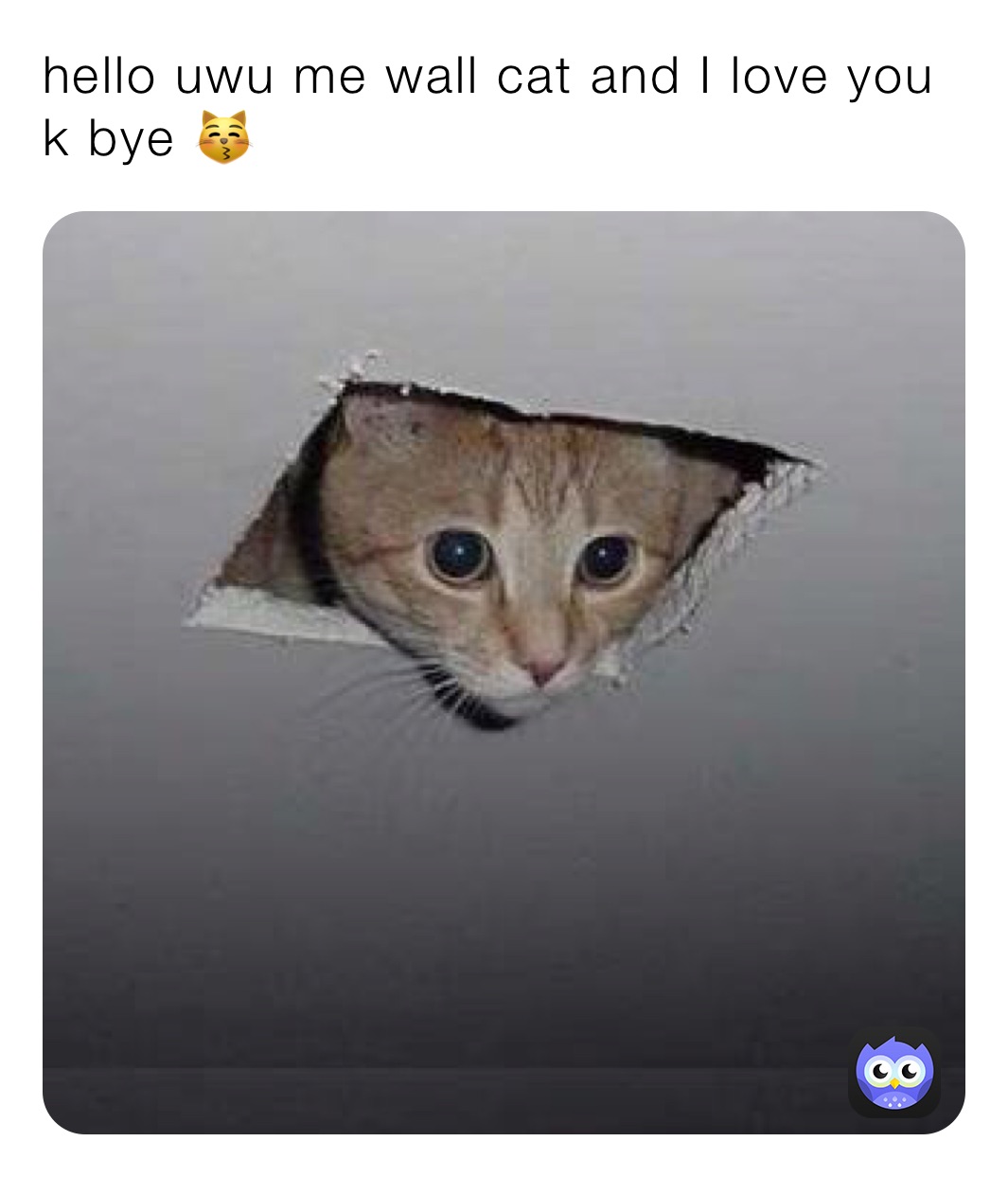 hello uwu me wall cat and I love you k bye 😽  hi me wall cat and I love you k bye 