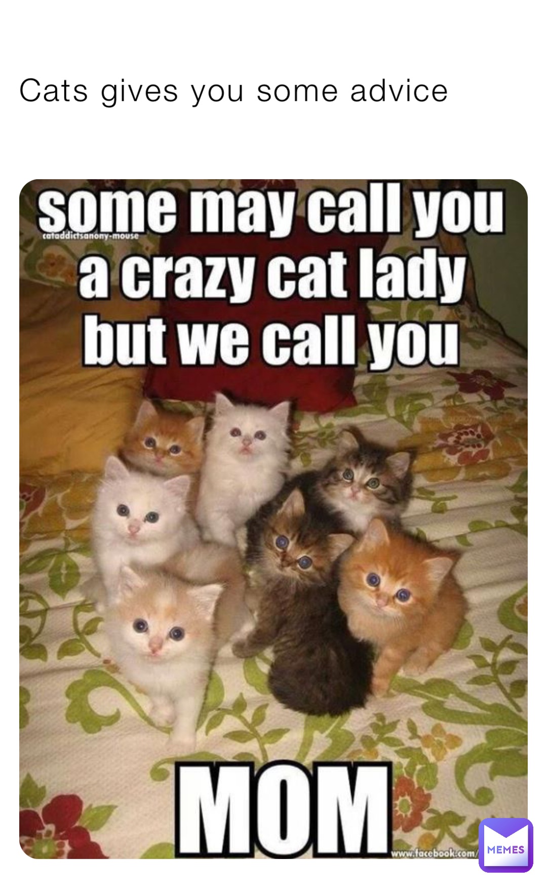 Cats gives you some advice