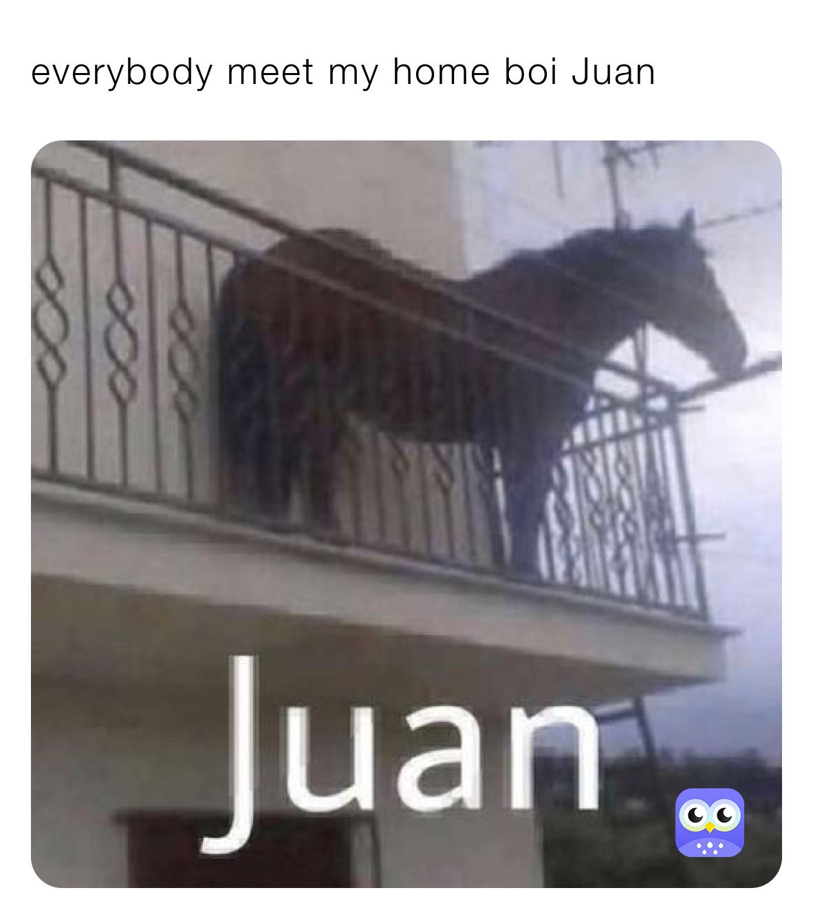everybody meet my home boi Juan