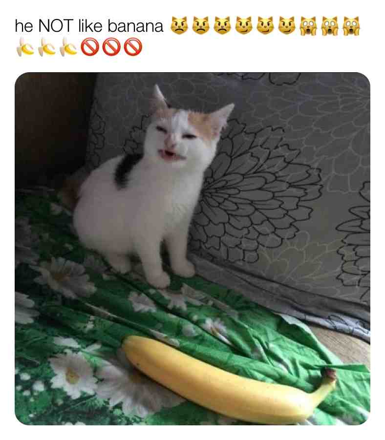 HEEEE 🙎‍♂️ NOT 🚫 LIKE ❤️ BANANA 🍌 CAT  🐈 ANGRY 😡 NO 🚫 banana 🍌 CAT 🐈
