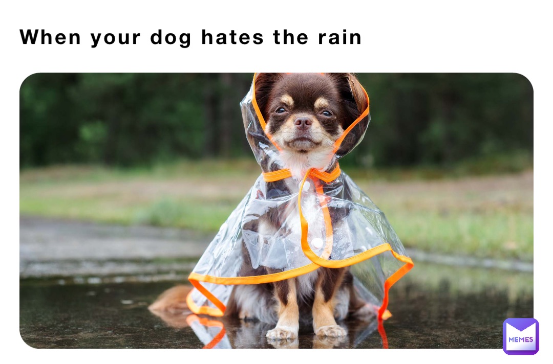 When your dog hates the rain