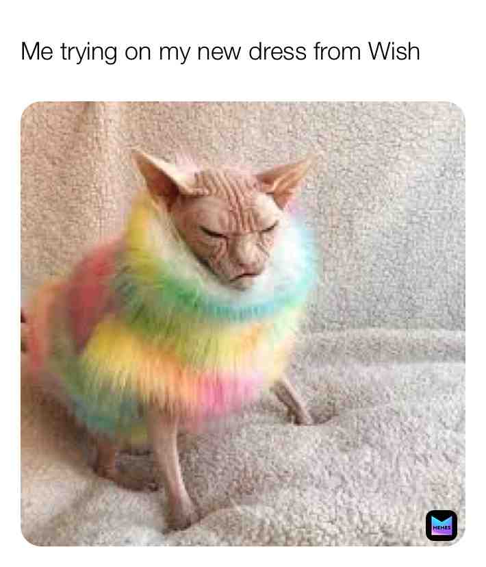 True #cat #meme #wish #dress