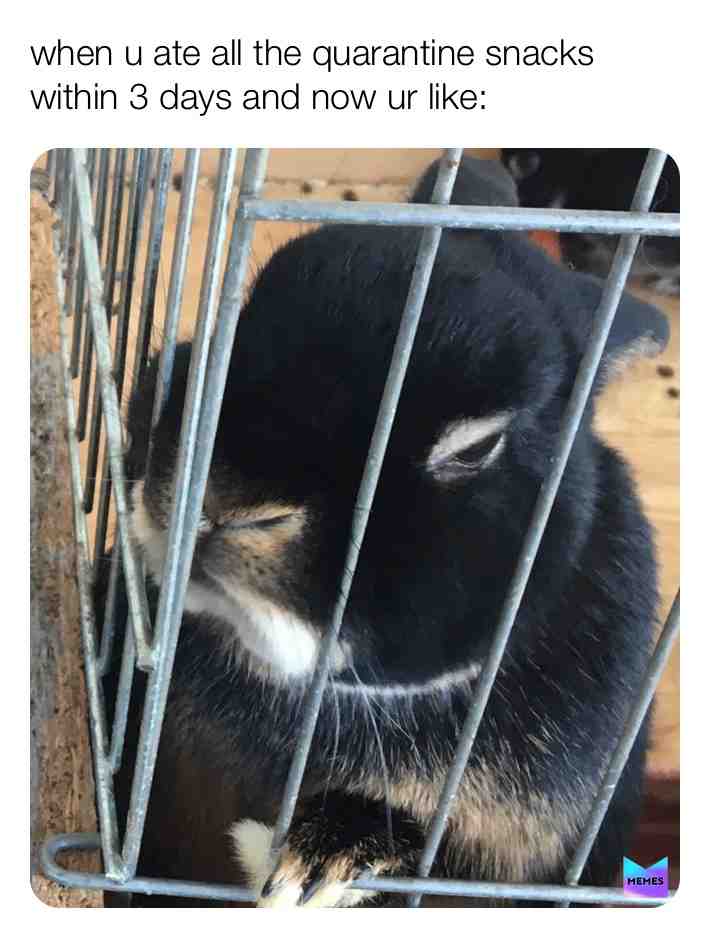 #memesdaily #meme #relatable #funny #dankmemes #relatablememes #coronavirus #coronavirusmemes #covid19 #bunny #petmemes #quarantine #snacks #food #coronamemes