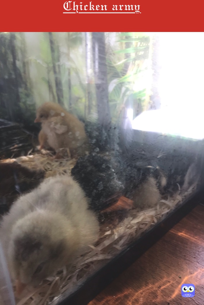 Chicken army
