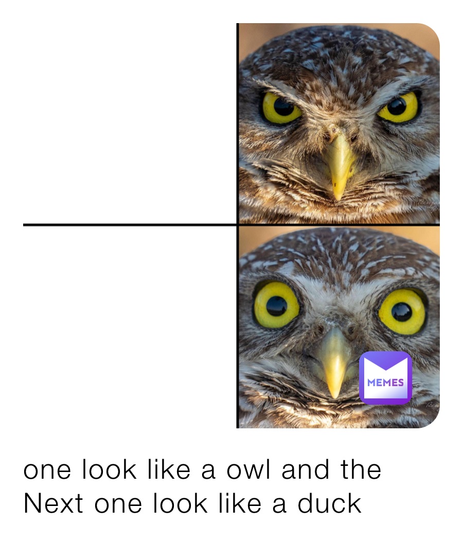 one look like a owl and the Next one look like a duck