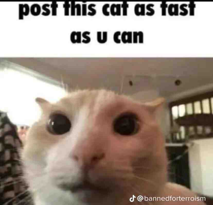 Meme shared by @Zombeans