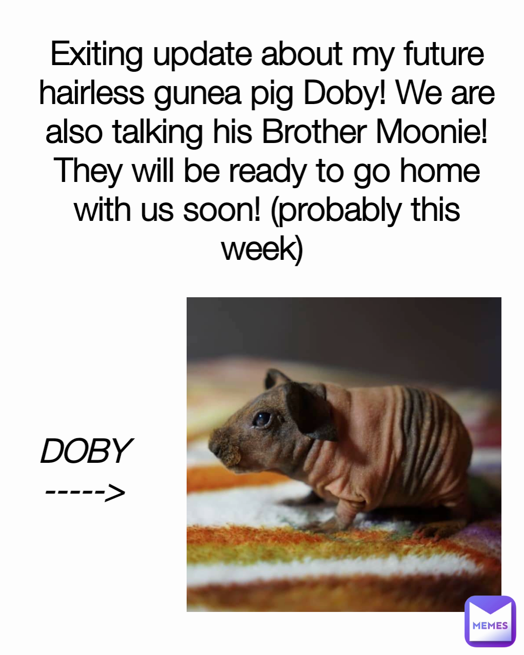 DOBY -----> Exiting update about my future hairless gunea pig Doby! We are also talking his Brother Moonie! They will be ready to go home with us soon! (probably this week) 