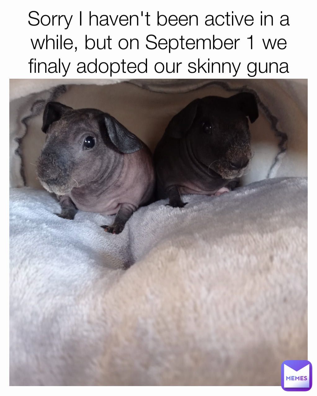 Sorry I haven't been active in a while, but on September 1 we finaly adopted our skinny guna pigs :) 