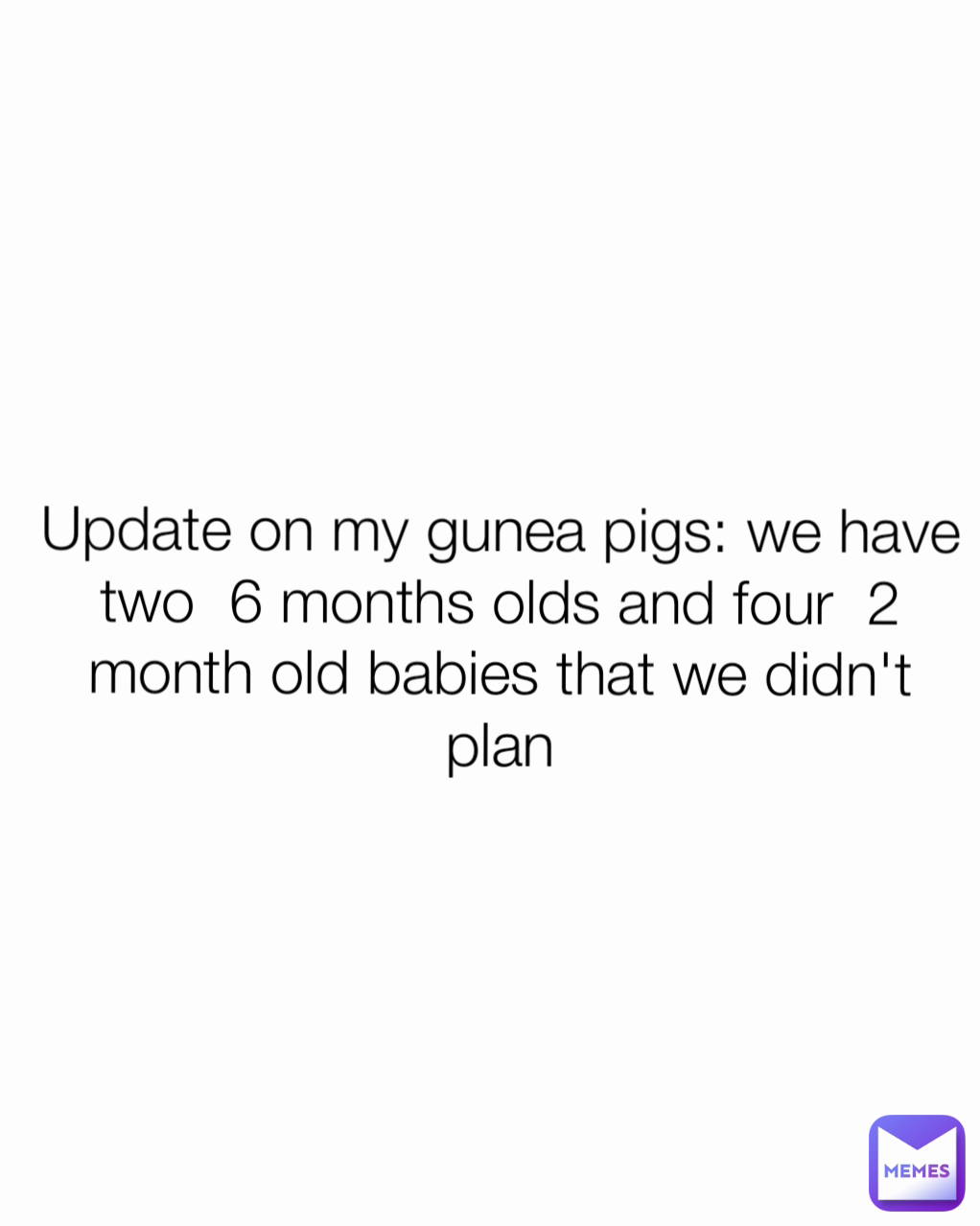 Update on my gunea pigs: we have two  6 months olds and four  2 month old babies that we didn't plan