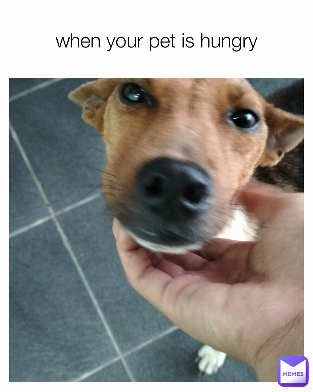 when your pet is hungry