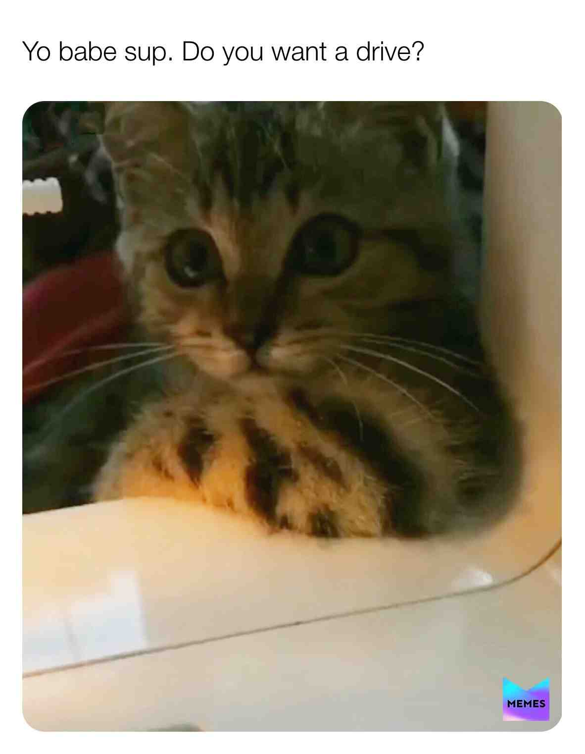 #cat #drive #meme #funny #babe