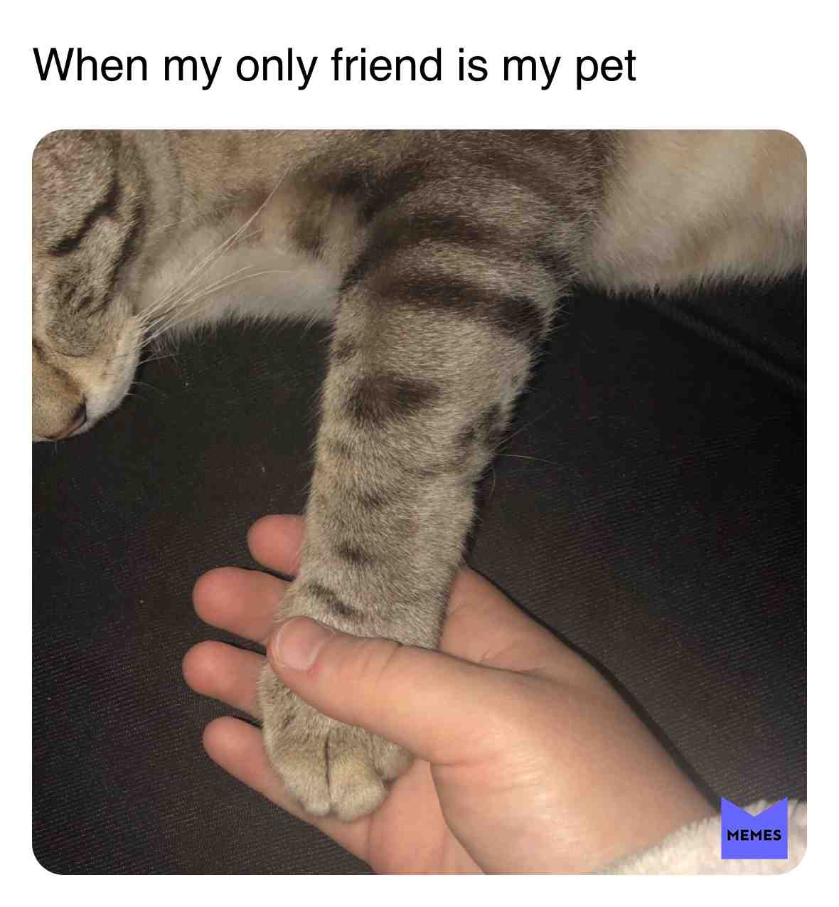 #pet #foreveralone #cat #love #pets #holding #hands #nails #fingers #lol #laugh #sun #girl #boy #nose #fun #haha #good #happy #cats #friends #only #lonley #stripes #cozy