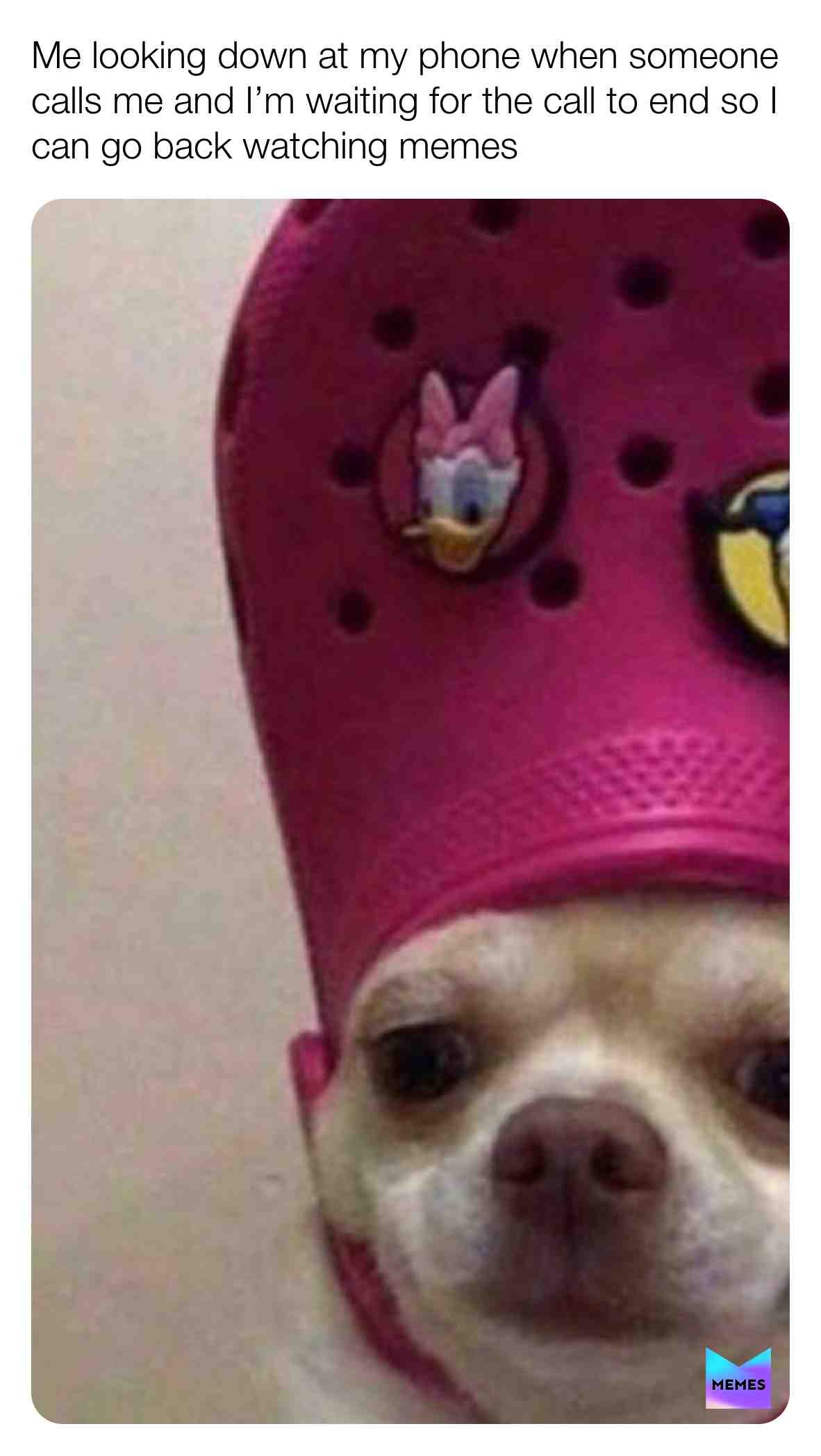 phew new meme!¡  #memesdailys  #memesdaily  #memestagram  #dogmeme  #lmao  #funny