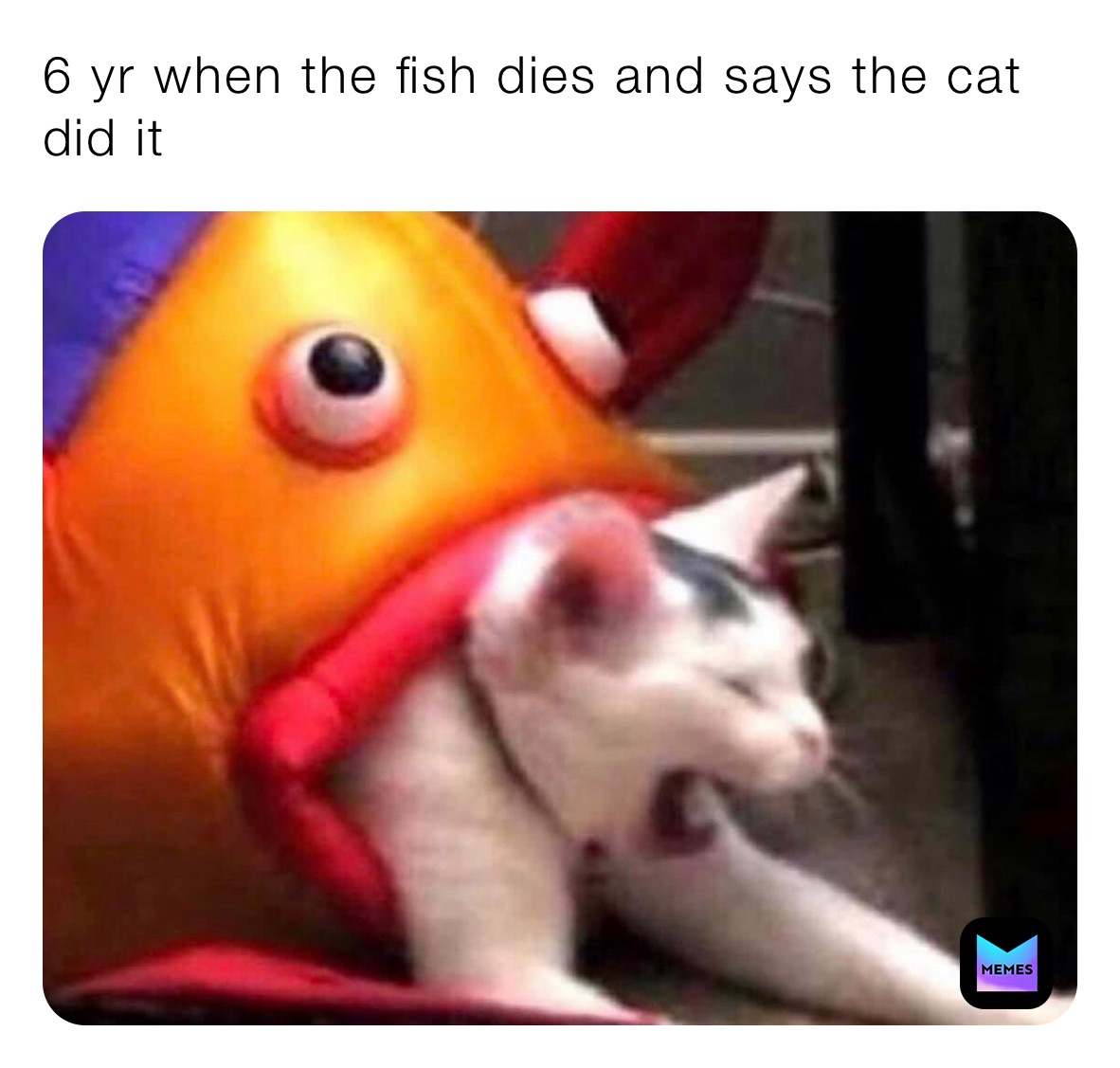 6 yr when the fish dies and says the cat did it
