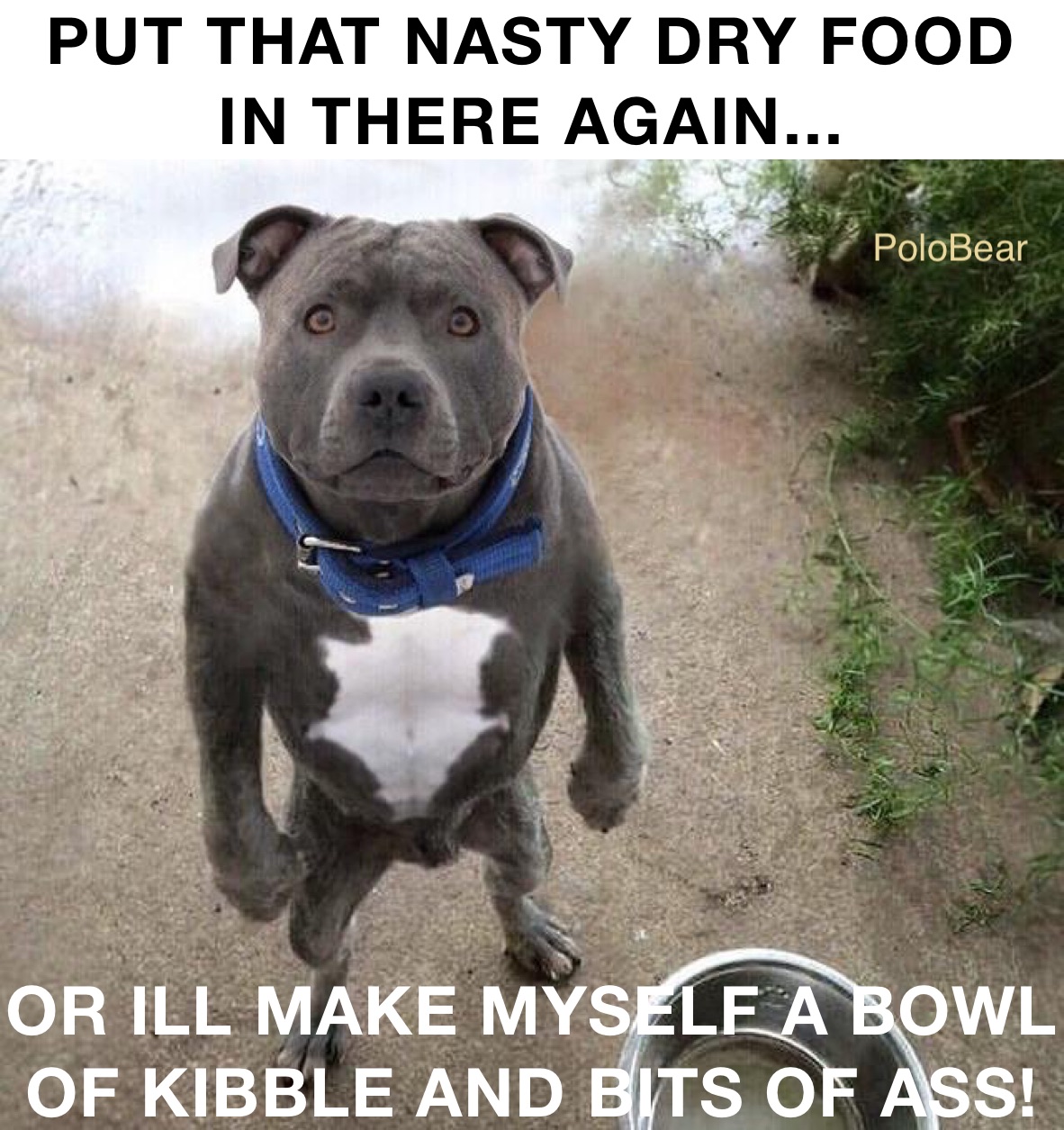 PUT THAT NASTY DRY FOOD IN THERE AGAIN... OR ILL MAKE MYSELF A BOWL OF KIBBLE AND BITS OF ASS!