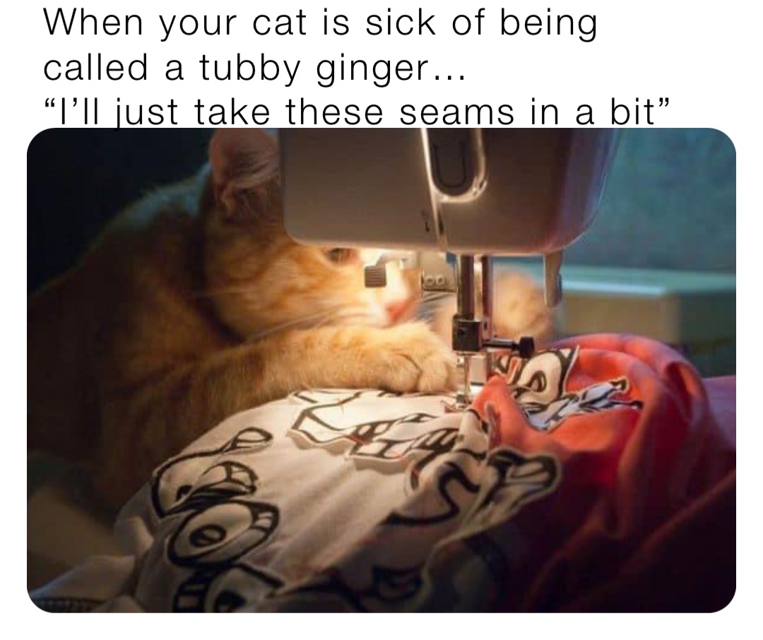 When your cat is sick of being called a tubby ginger… 
“I’ll just take these seams in a bit”