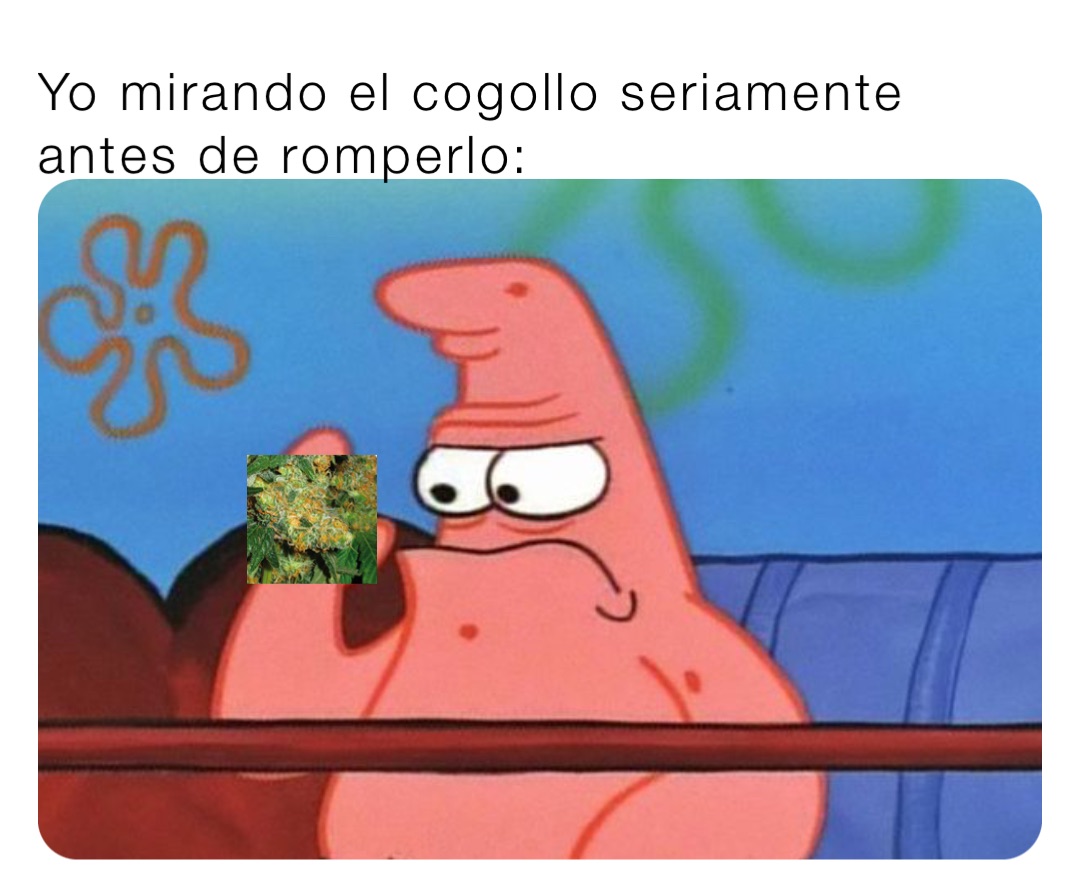 Yo mirando el cogollo seriamente antes de romperlo:
