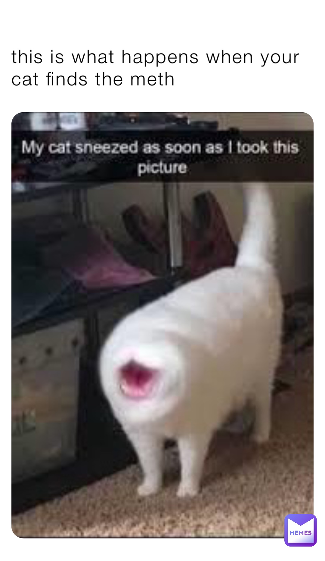 this is what happens when your cat finds the meth