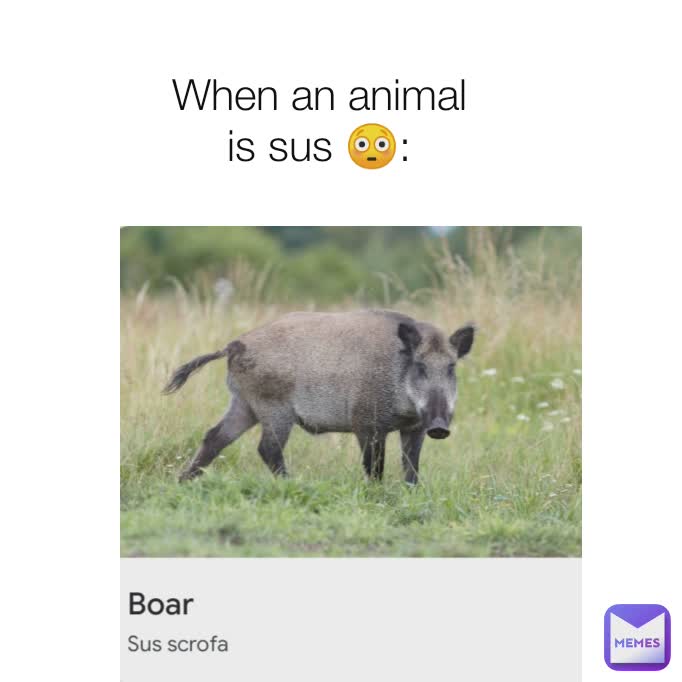 When an animal is sus 😳:
