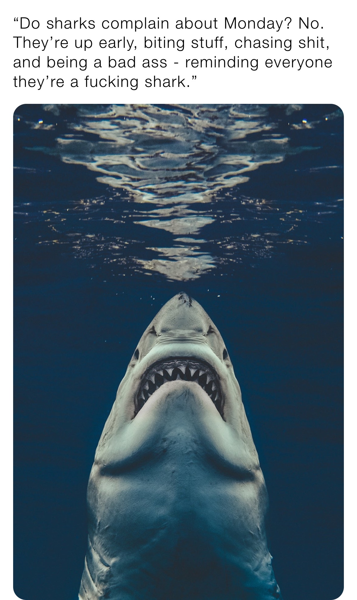 “Do sharks complain about Monday? No. They’re up early, biting stuff, chasing shit, and being a bad ass - reminding everyone they’re a fucking shark.”