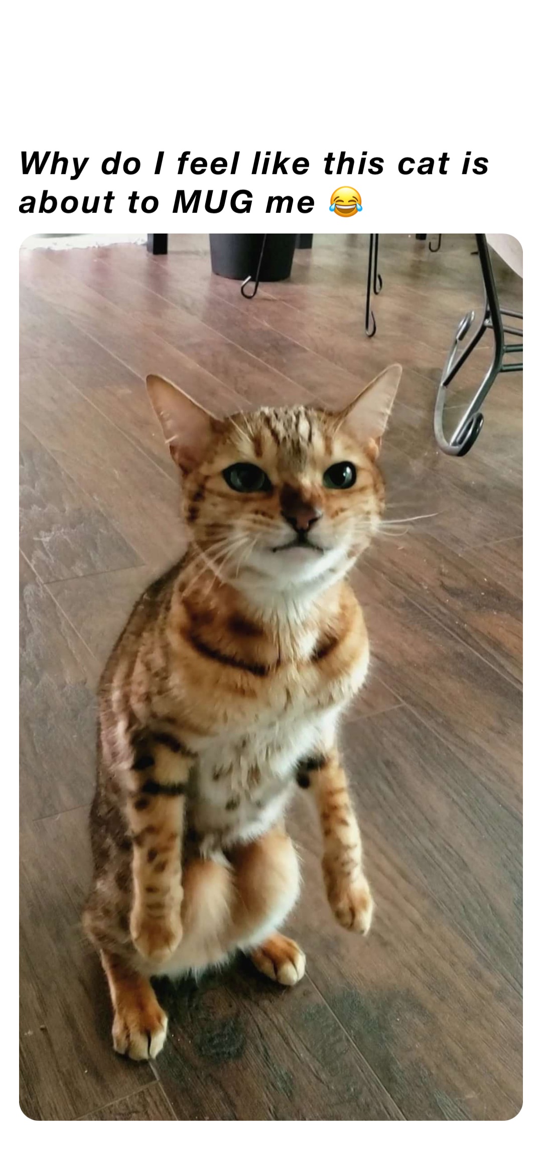 Why do I feel like this cat is about to MUG me 😂