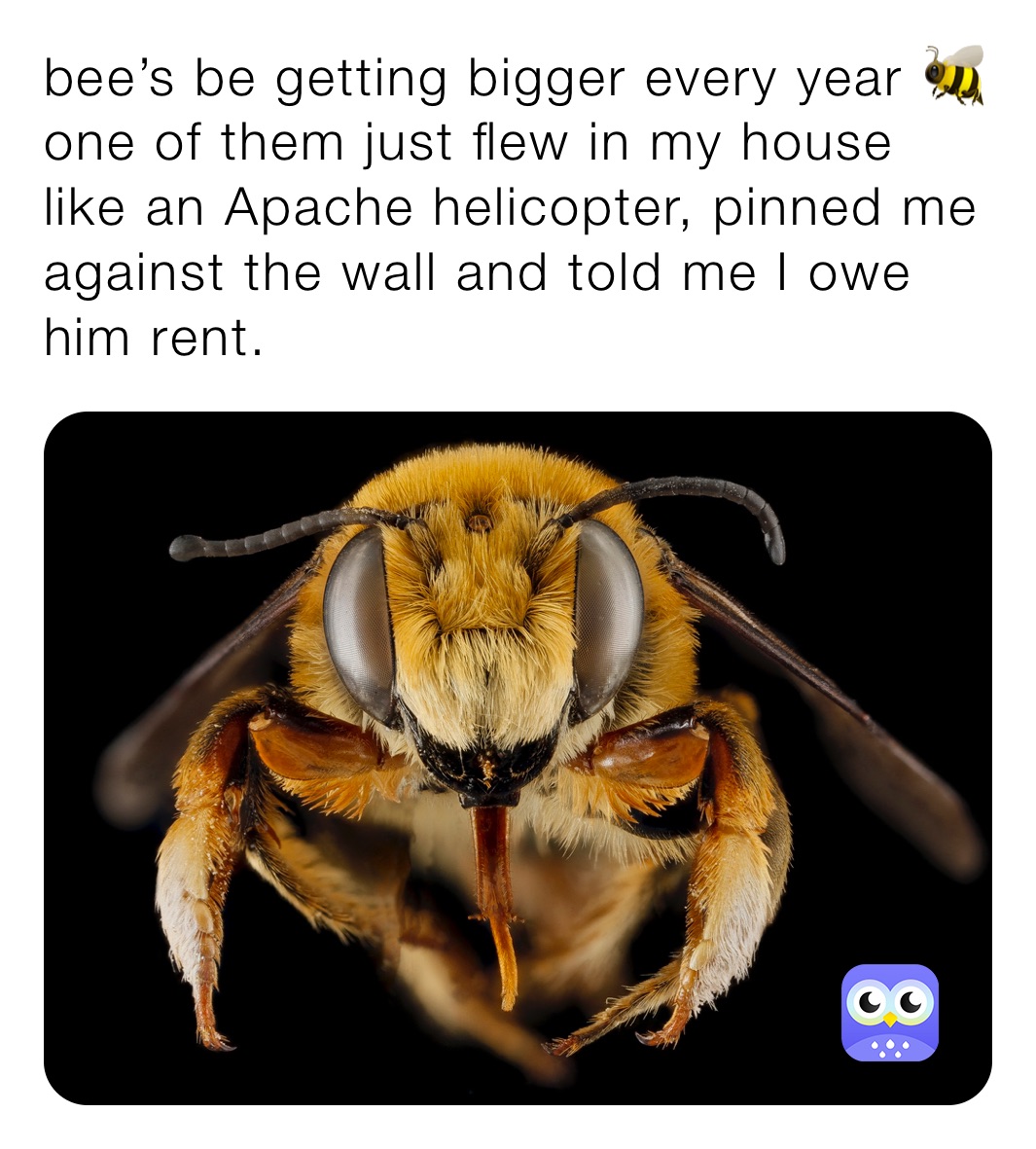 bee’s be getting bigger every year 🐝  one of them just flew in my house like an Apache helicopter, pinned me against the wall and told me I owe him rent.