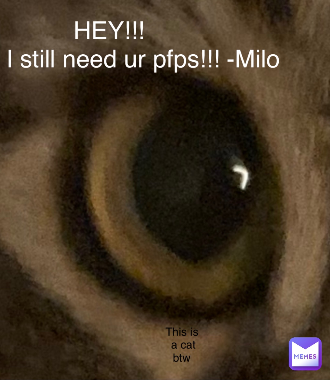 HEY!!!
          I still need ur pfps!!! -Milo This is a cat btw