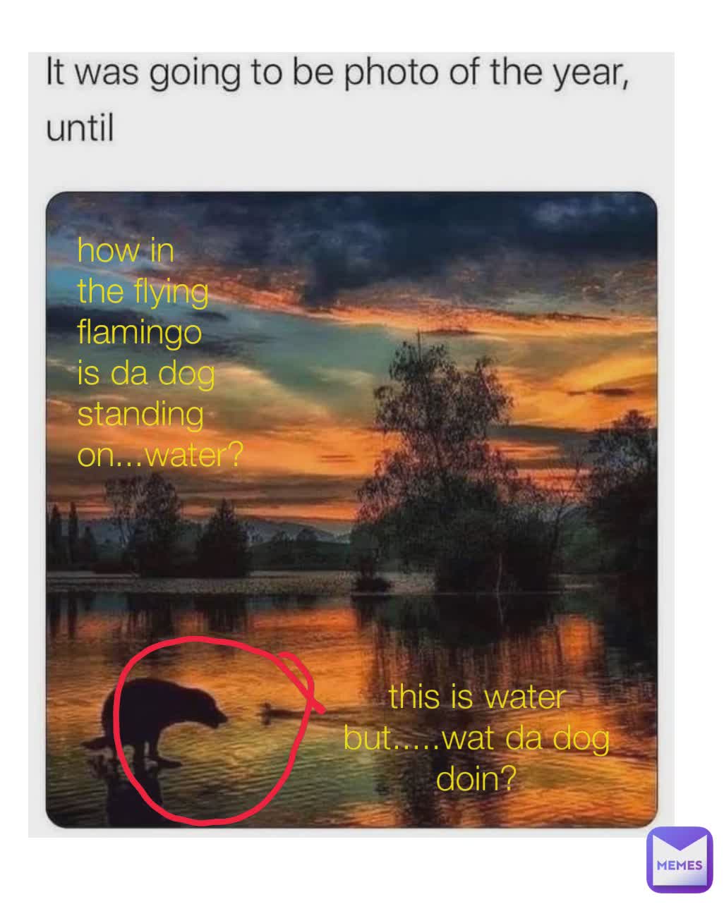 Type Text how in the flying flamingo is da dog standing on...water? this is water but.....wat da dog doin?