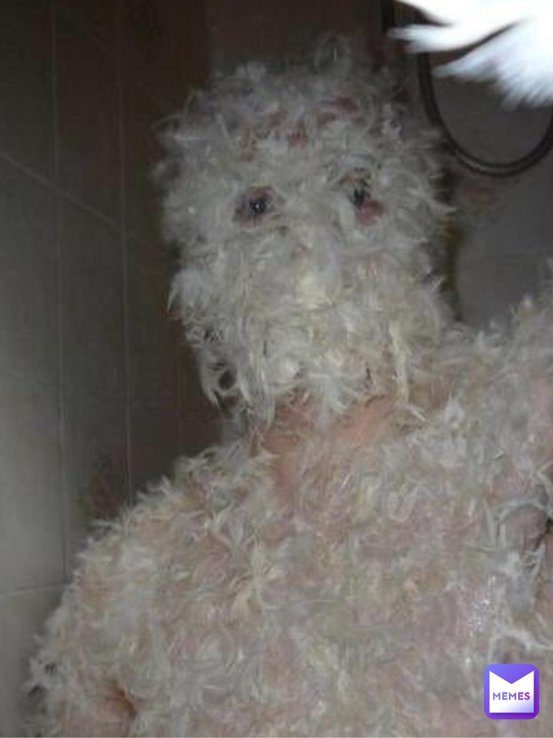 Meme by Cursedimages