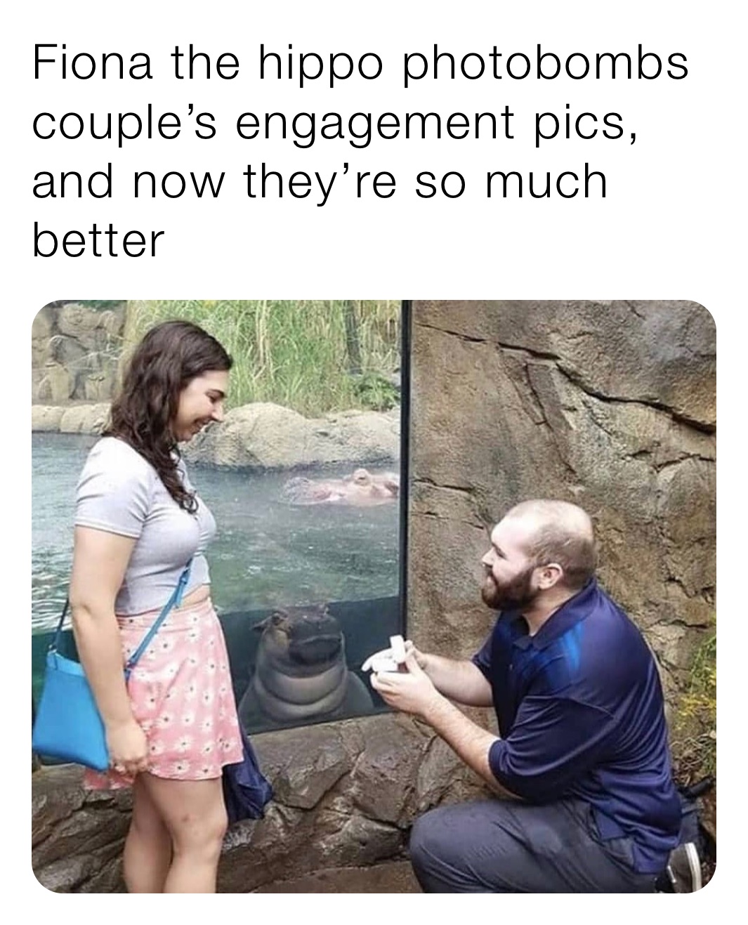Fiona the hippo photobombs couple’s engagement pics, and now they’re so much better Fiona the hippo photobombs couple’s engagement pics, and now they’re so much better